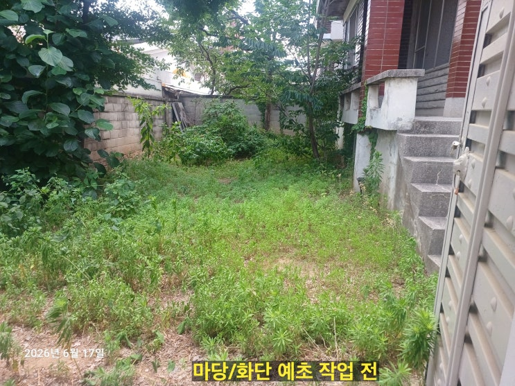 마당/화단 예초 작업 전 — 마당 전체에 풀과 잡초가 무성하게 자란 상태